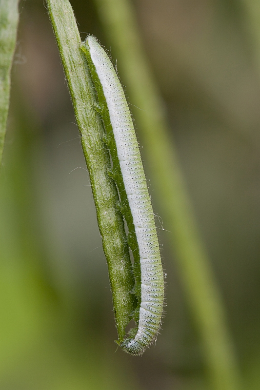 ID bruco bianco-verde - Anthocharis cardamines